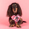 Strawberry Fields: Adjustable Harness