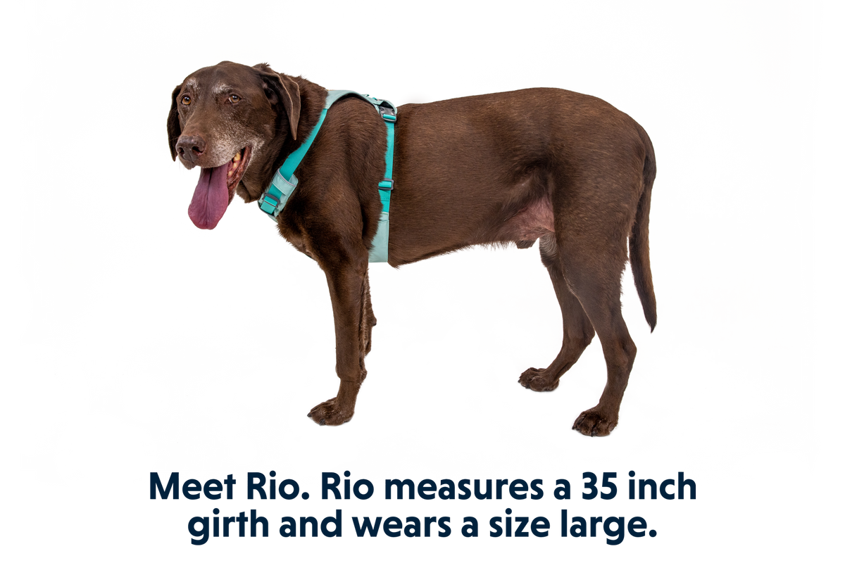 Hi & Light™ Lightweight Dog Harness