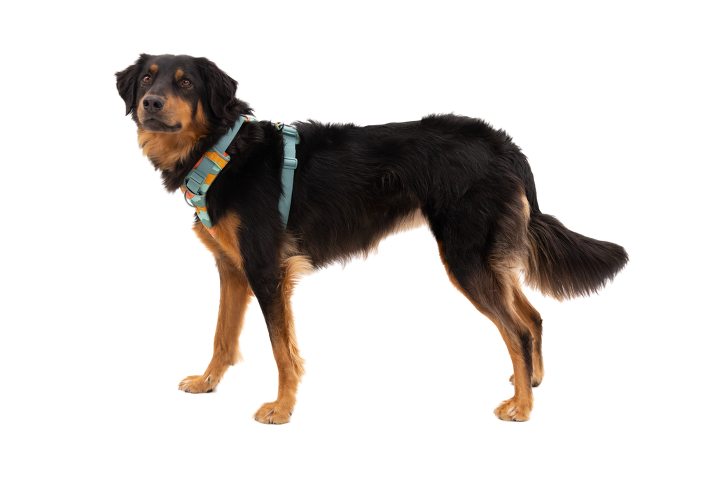 Front Range® Harness