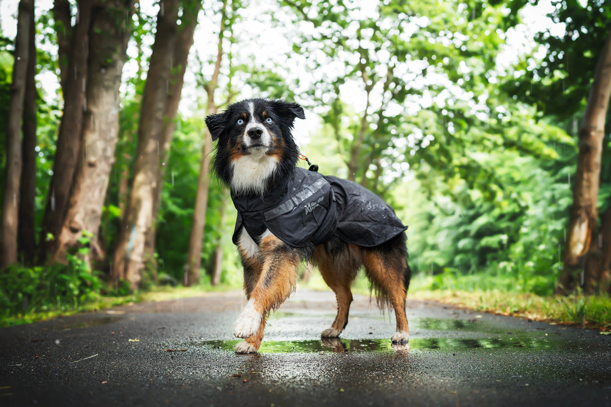 Trekking dog raincoat